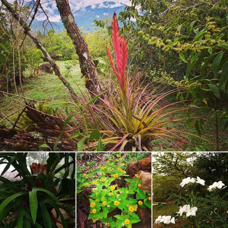 El Paraiso Posada Finca San Vicente Barichara Eksteriør billede