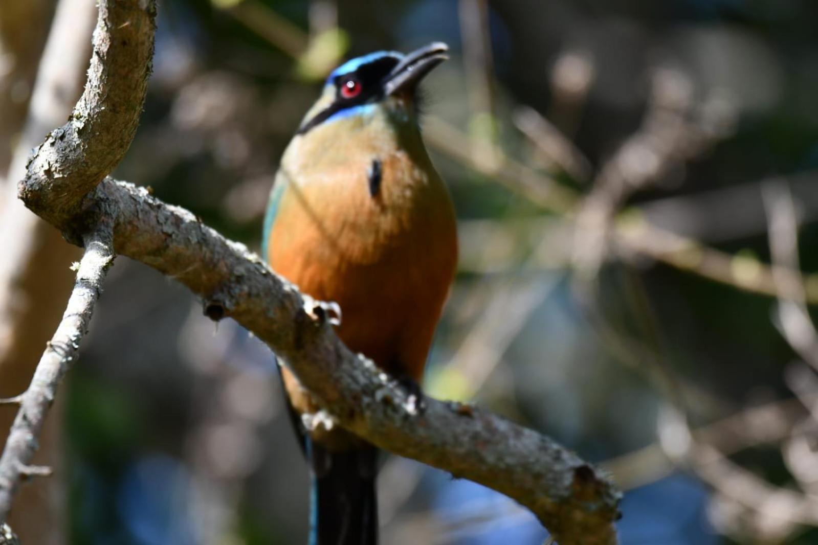 El Paraiso Posada Finca San Vicente Barichara Eksteriør billede